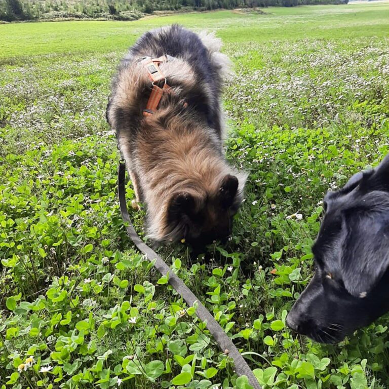 Kaksi koiraa haistelee ruohikkoa pellolla