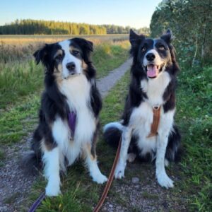 Australianpaimenkoira ja bordercollie istuvat peltomaisemissa