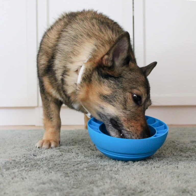 Koira syö aktivointilelusta ruokaa